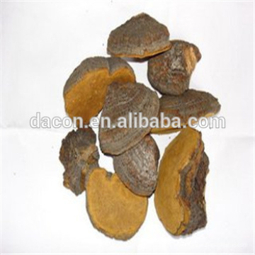 Phellinus Fungus Extraktpulver 50%